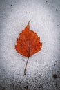 View from above of orange fallen birch leaf placed on cold snowy ground in winter Royalty Free Stock Photo