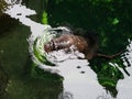 View from above of an otter swimming in the green water Royalty Free Stock Photo