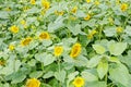 Overhead view of sunflowers blooming in a Hampshire field Royalty Free Stock Photo
