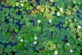 VIew from above on pond, lake covered with water lilies