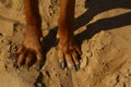 View from above at rhodesian ridgeback dog`s paws on a sand ground