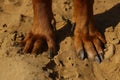 View from above at rhodesian ridgeback dog`s paws on a sand ground