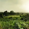 the view from above rice fields and oil palm plantations Royalty Free Stock Photo