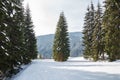 View from above and from the side to snow-covered pines or firs or spirits.