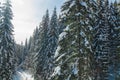 View from above and from the side to snow-covered pines or firs or spirits.