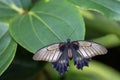 View from above of Southeast Asian Great Mormon butterfly