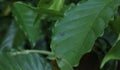 View from above of a spider known as Banded Phintella sits on a coffee leaf Royalty Free Stock Photo