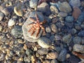 Starfish underwater in the beach Royalty Free Stock Photo