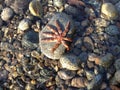 Starfish underwater in the beach Royalty Free Stock Photo