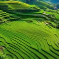 View from Above of a Terraced Rice Field in West