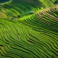 View from Above of a Terraced Rice Field in West