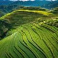 View from Above of a Terraced Rice Field in West Royalty Free Stock Photo