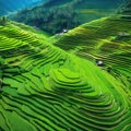 View from Above of a Terraced Rice Field in West