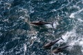 View from above of three dolphins playing, jumping out of the water and diving back in, Beagle Channel, Argentina Royalty Free Stock Photo