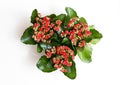 View from above. Three Kalanchoe on white wooden background. Royalty Free Stock Photo