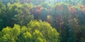 View from above trees in spruce foggy forest with bright sunrise rays shining through branches in summer mountains Royalty Free Stock Photo