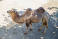 View from above on a two-humped camel. Royalty Free Stock Photo