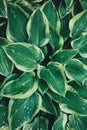 Wet Green Hosta Leaves Royalty Free Stock Photo