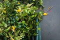 View from above, yard waste container overflowing with pruned rhododendron branches, driveway