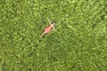 View from above of young attractive slim woman in red dress laying with closed eyes in green wheat field Royalty Free Stock Photo