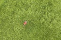 View from above of young attractive slim woman in red dress laying with closed eyes in green wheat field Royalty Free Stock Photo