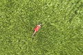 View from above of young attractive slim woman in red dress laying with closed eyes in green wheat field Royalty Free Stock Photo