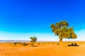 Acacia Tree in the Sahara Desert - Morocco Royalty Free Stock Photo