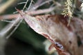 ACCENTED EDGE OF A DRY LEAF