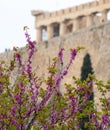 View on Acropolis in Athens from spring garden with blossoming trees