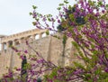 View on Acropolis in Athens from spring garden with blossoming trees