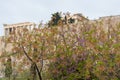 View on Acropolis in Athens from spring garden with blossoming trees