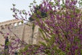 View on Acropolis in Athens from spring garden with blossoming trees