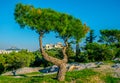 View of the Acropolis hidden behind a tree from the Filopappos hill in Athens, Greece....IMAGE Royalty Free Stock Photo