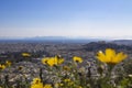 View of Acropolis Parthenon temple trough yellow flowers from the top in Athens, Greece Royalty Free Stock Photo