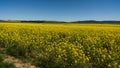 Canola fields country New South Wales 16x9 Royalty Free Stock Photo