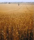 View across cornfield agricultural landscape Royalty Free Stock Photo