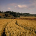 View across cornfield agricultural landscape