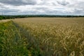 View across cornfield towards Basingstoke, Hampshire Royalty Free Stock Photo