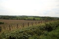 View of vines in Sussex countryside Royalty Free Stock Photo