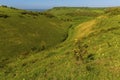 A view across gorse bushes of the longest dry valley in the UK on the South Downs near Brighton Royalty Free Stock Photo