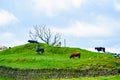 View across open farmland near Ings in the Lake Distict UK