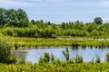 A view across the Ouse Valley Park towards grazing ponies at Wolverton, UK