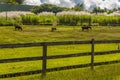 A view across a paddock towards the sugar cane fields in Barbados Royalty Free Stock Photo