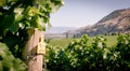 A view across a vineyard in summer, mountains in the background Royalty Free Stock Photo