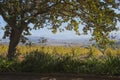 View across the vineyards near Stellenbosch towards Cape Town in the autumn afternoon sunlight, table mountain in the background Royalty Free Stock Photo