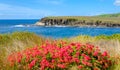 View across wild flowers at Loves Bay part of the Kiama to Gerringong Coastal Walk excellent for native wildlife and whale Royalty Free Stock Photo