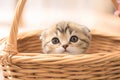 view Adorable Scottish fold kitten captured standing lovably in a basket Royalty Free Stock Photo