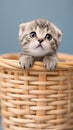 view Adorable Scottish fold kitten captured standing lovably in a basket Royalty Free Stock Photo