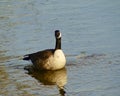 View of an adult Canadian Goose