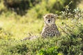 Adult cheetah, Acinonyx Jubatus, with injured eye making eye contact in Masai Mara, Kenya